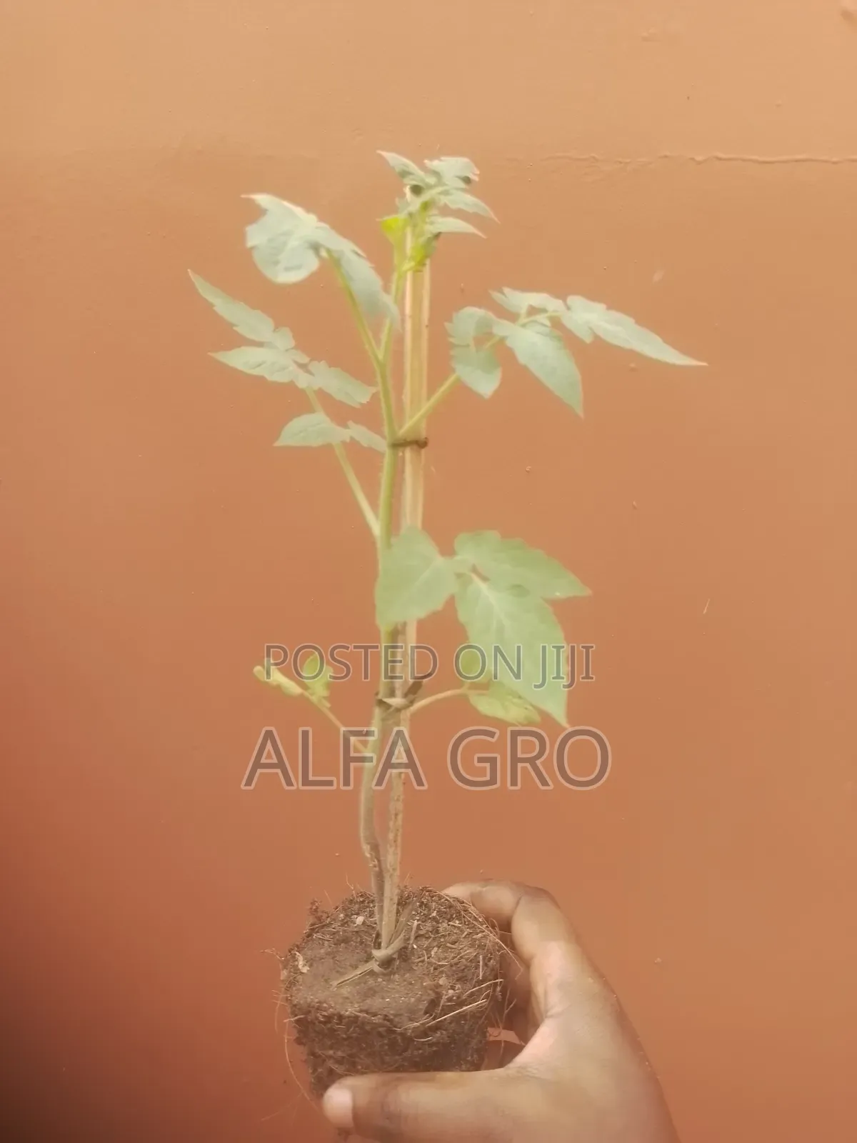 Tomatoes Plant