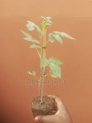 Tomatoes Plant