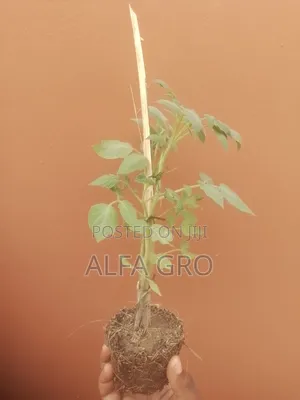 Tomatoes Plant