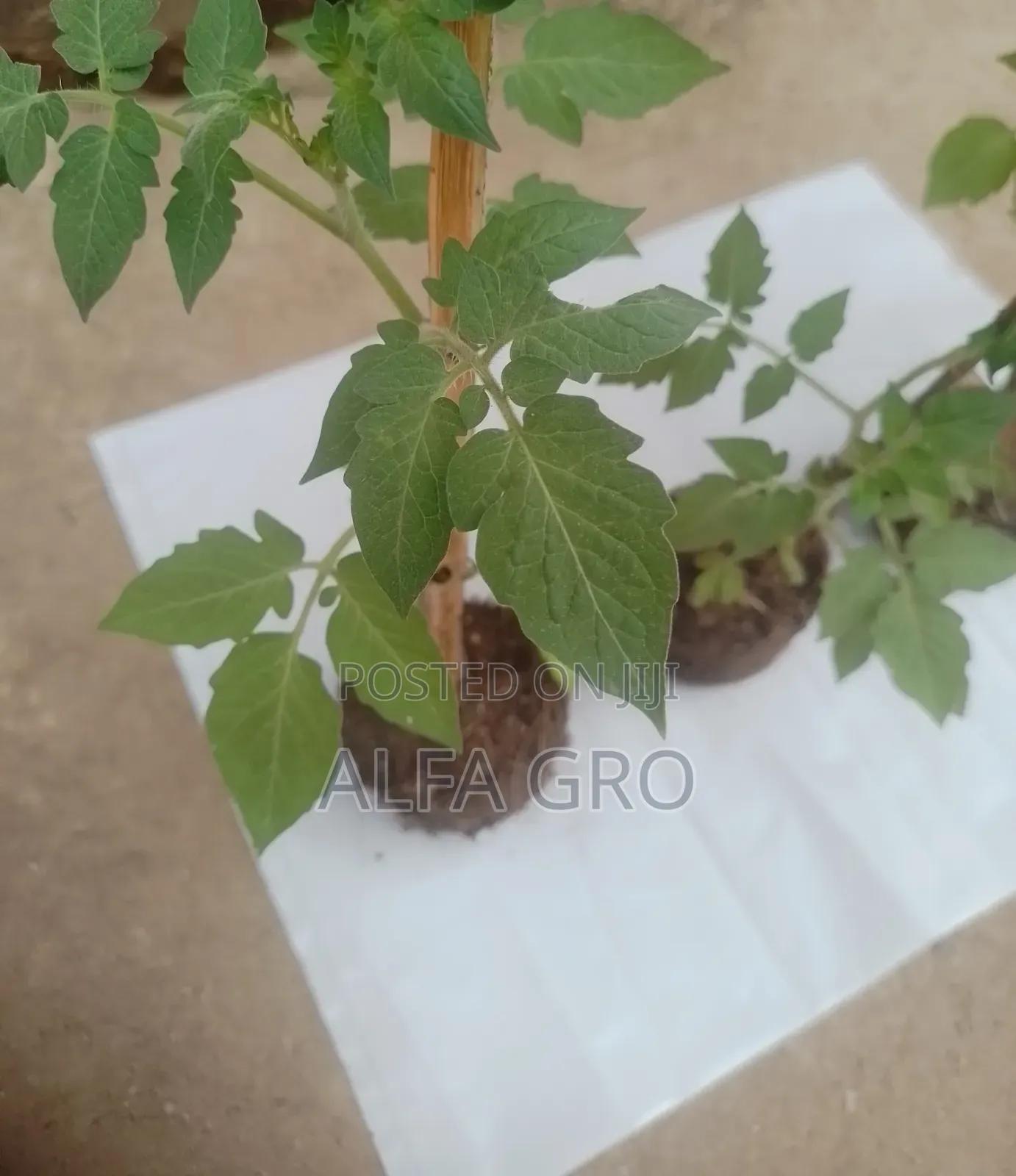 Tomatoes Plant