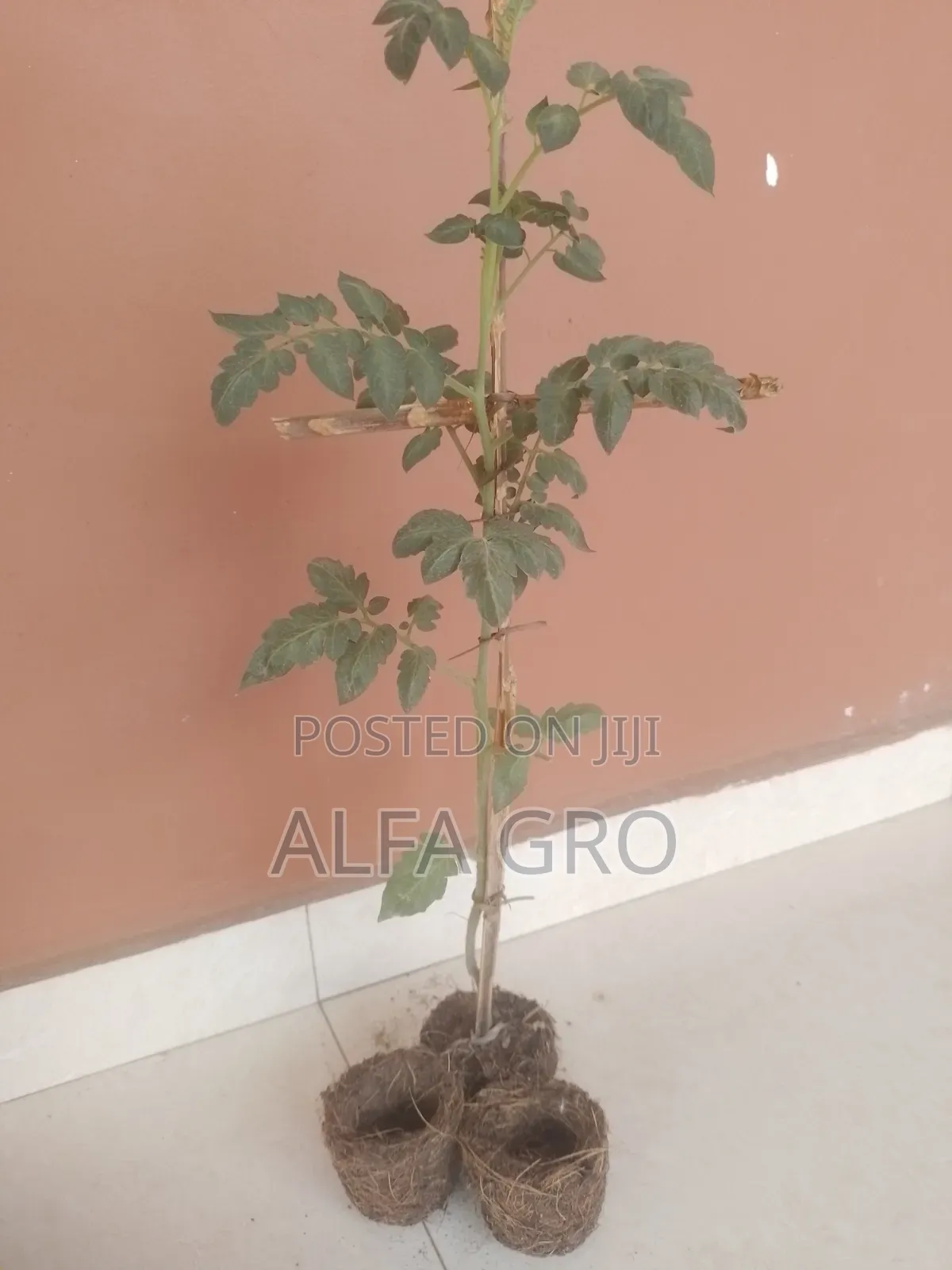 Tomatoes Plant
