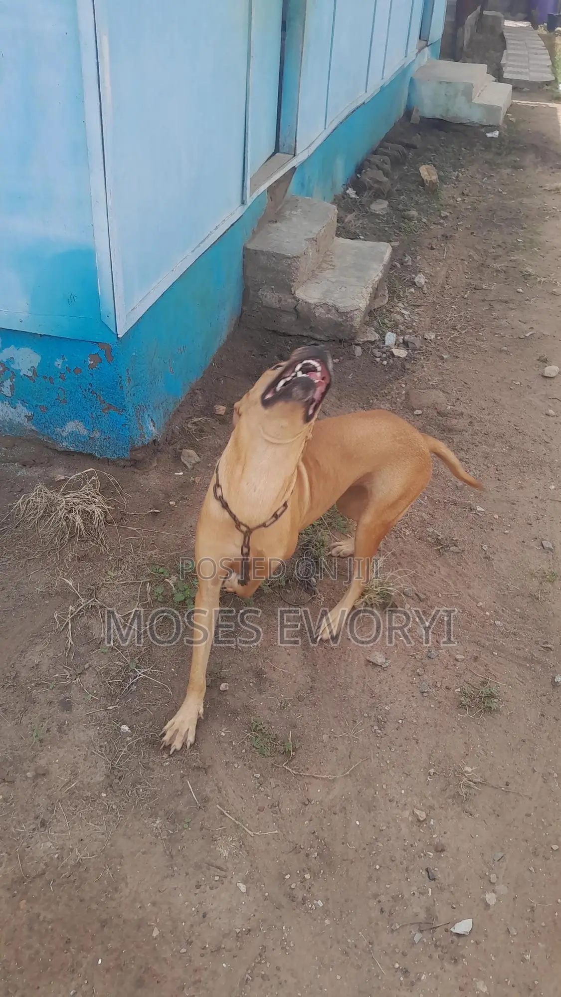 1+ year Female Mixed Breed Boerboel