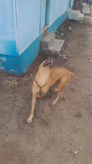 1+ year Female Mixed Breed Boerboel