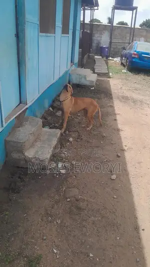 1+ year Female Mixed Breed Boerboel