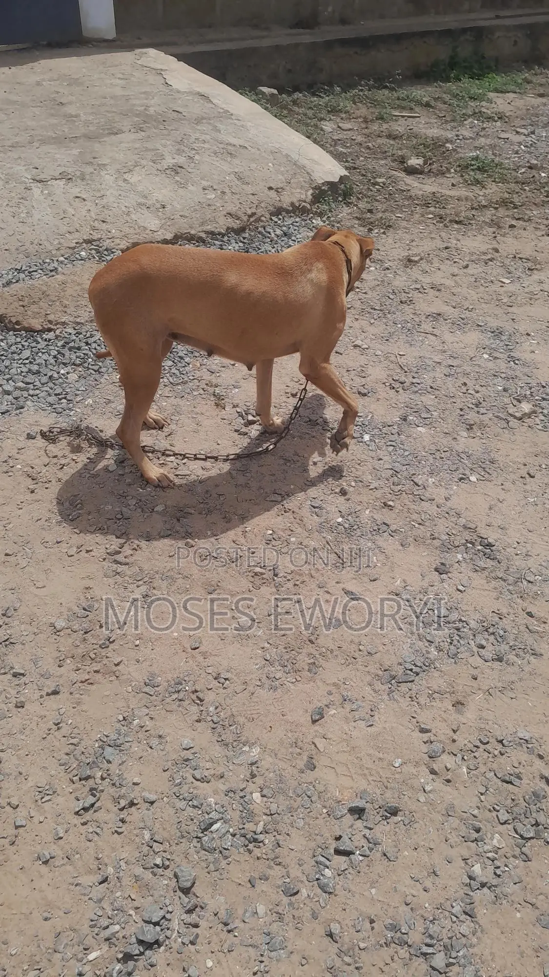 1+ year Female Mixed Breed Boerboel