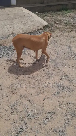 1+ year Female Mixed Breed Boerboel