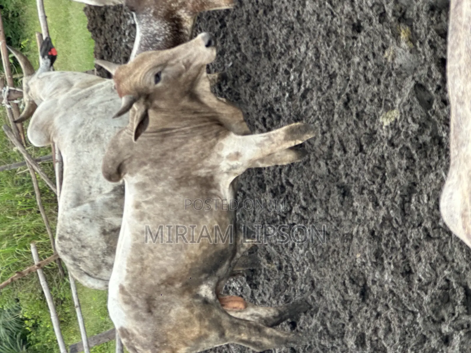 Cows for Sallah