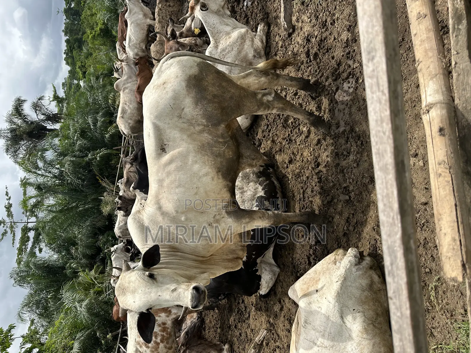 Cows for Sallah