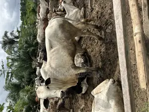 Cows for Sallah