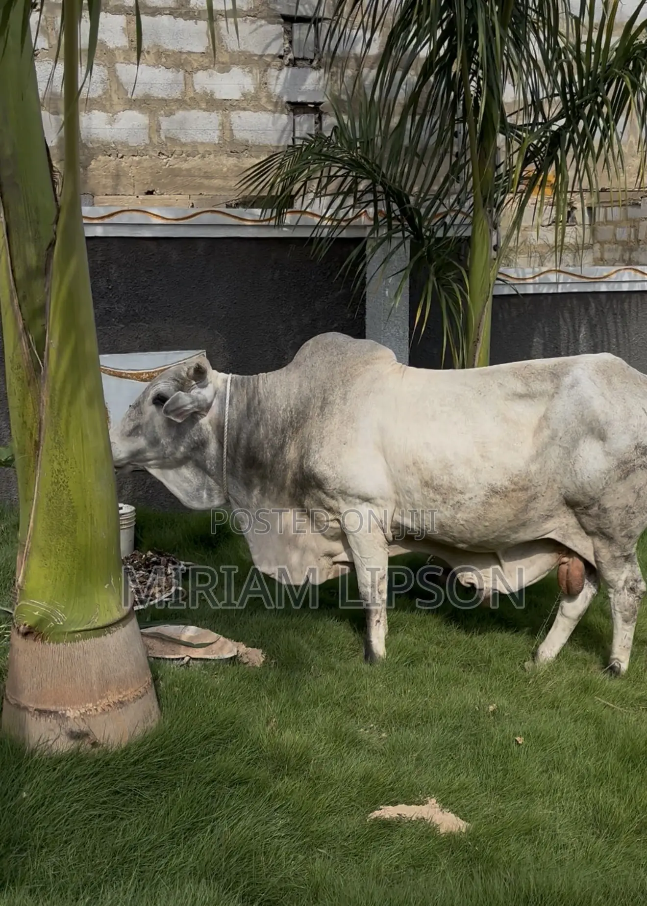Cows for Sallah