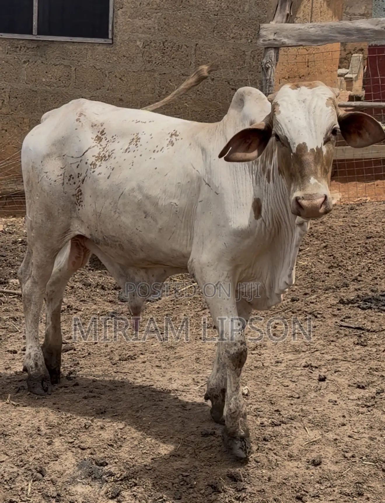 Cows for Sallah