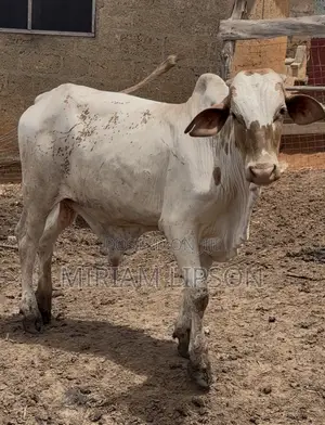 Cows for Sallah