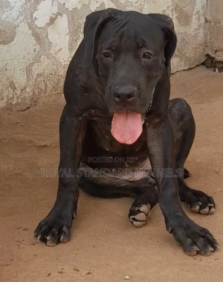 3-6 months Female Purebred Boerboel