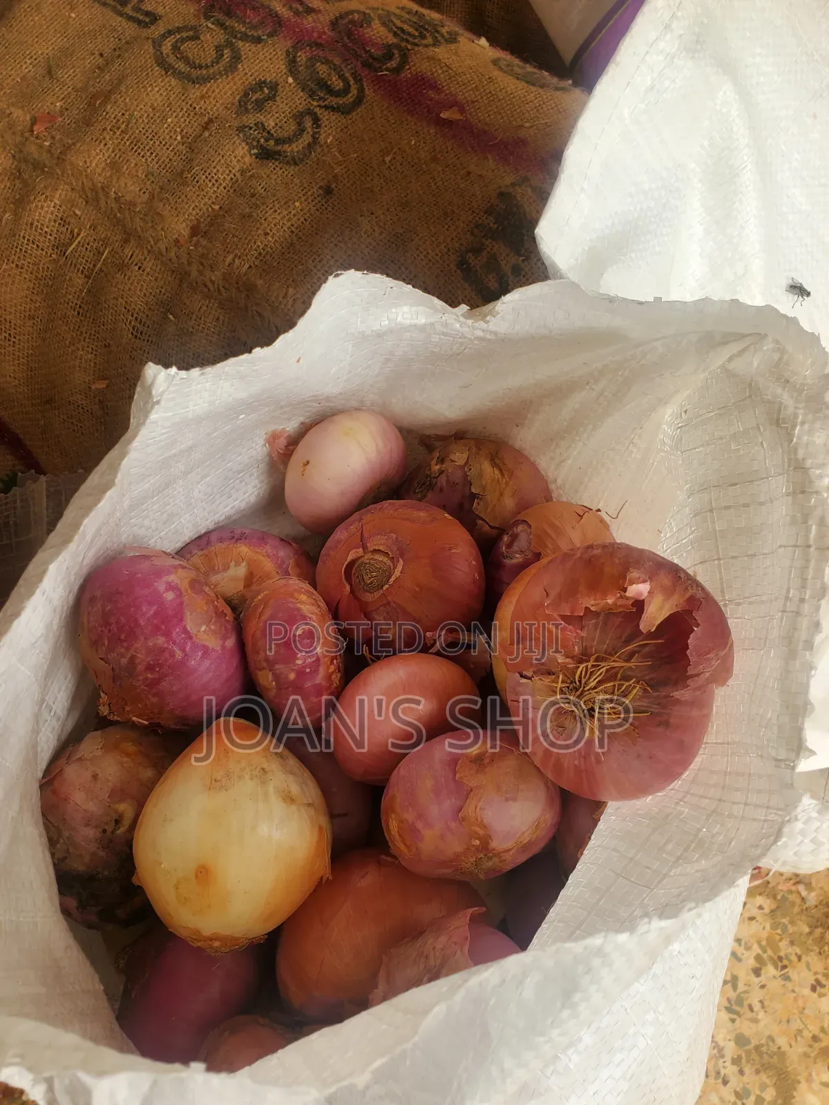 Bulk Onions for Sale