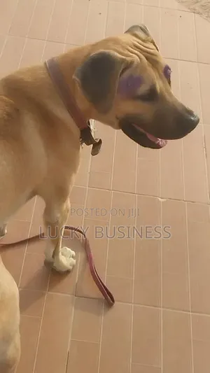 1+ year Male Purebred Boerboel