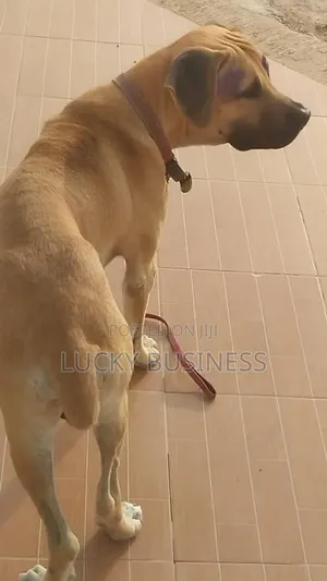 1+ year Male Purebred Boerboel