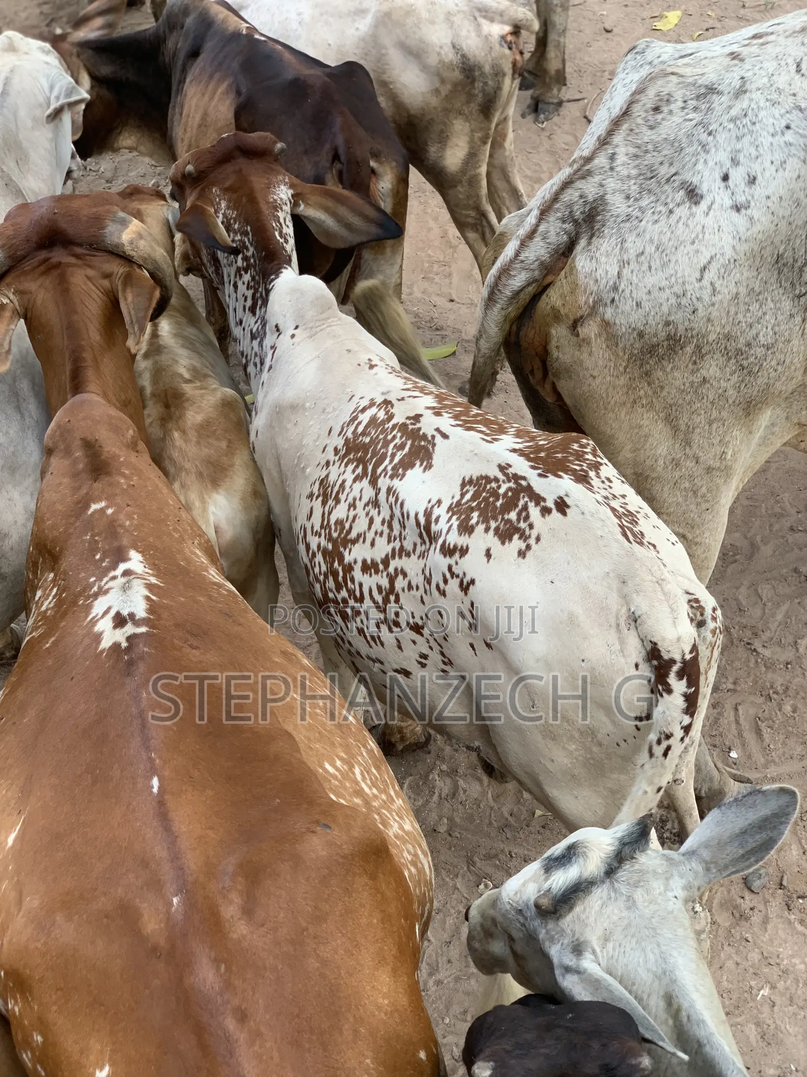 Cow for Sell