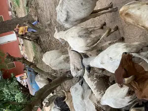 Very Great Cow Available Now