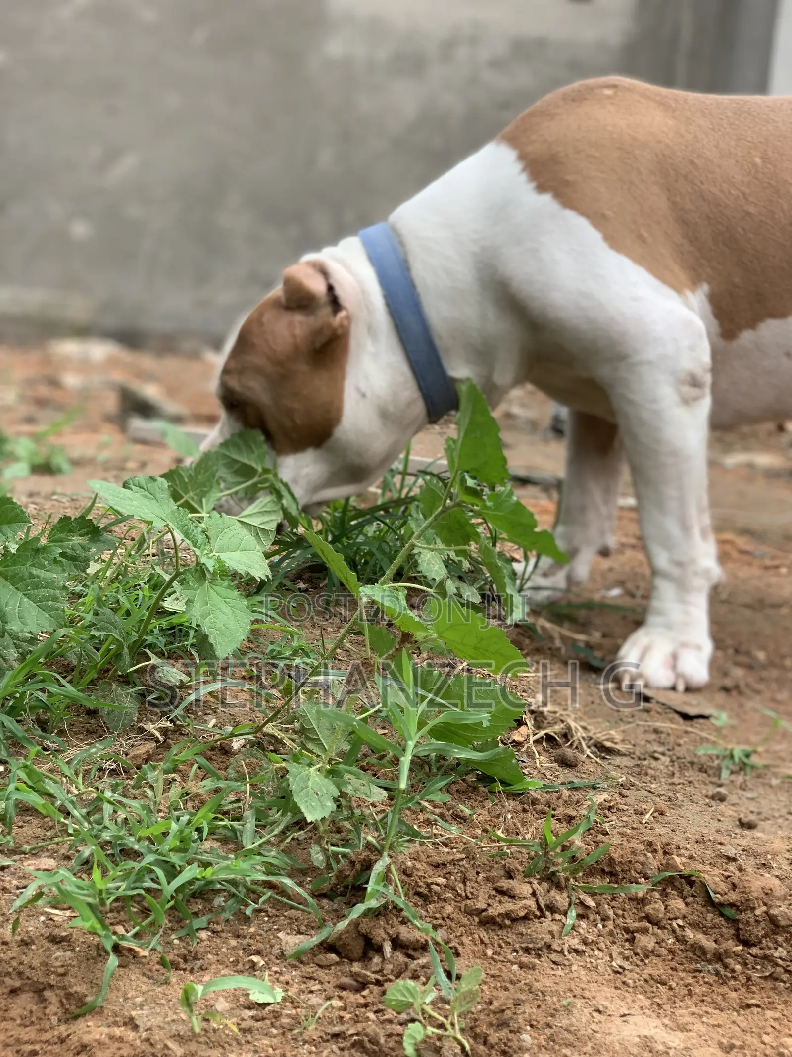 1+ year Male Purebred American Bully