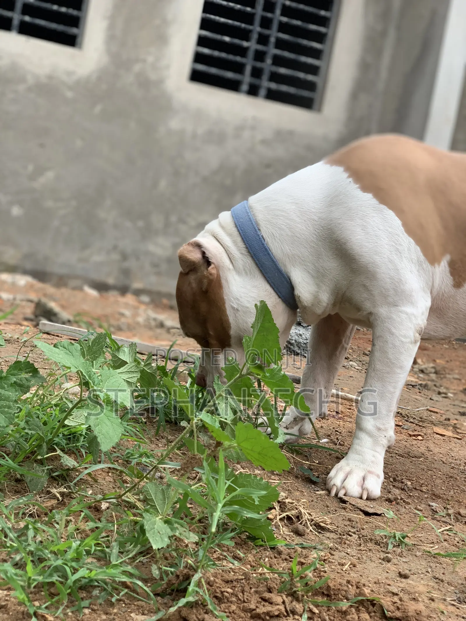 1+ year Male Purebred American Bully