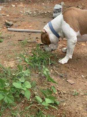 1+ year Male Purebred American Bully