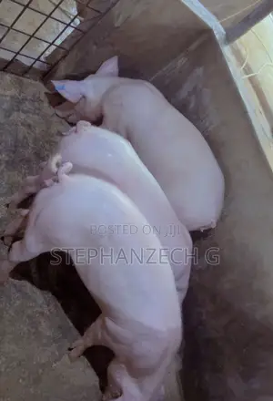 Best in Pig Farming
