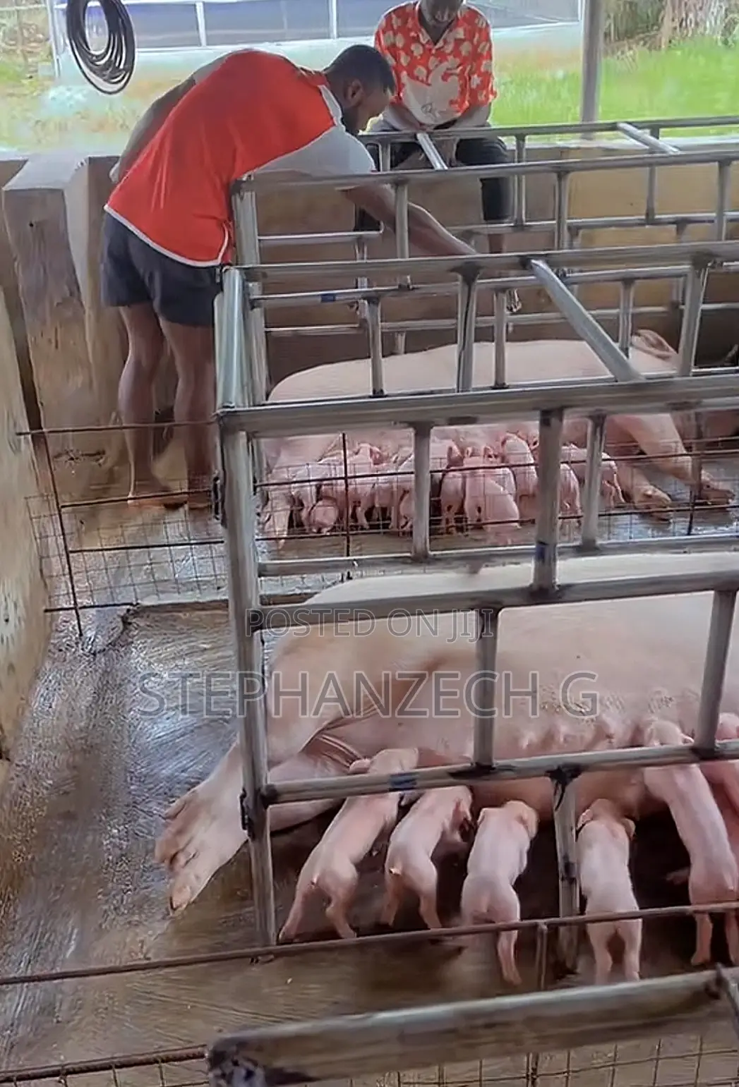 Pigs for Sell