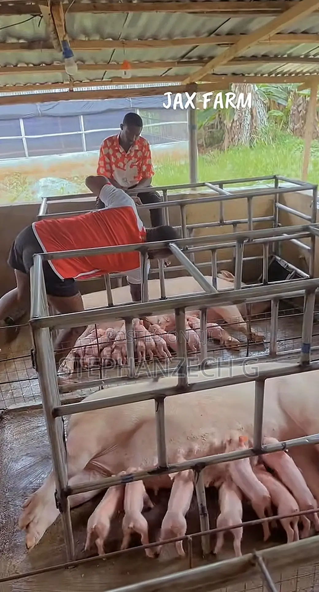Pigs for Sell at a Lager Quantity