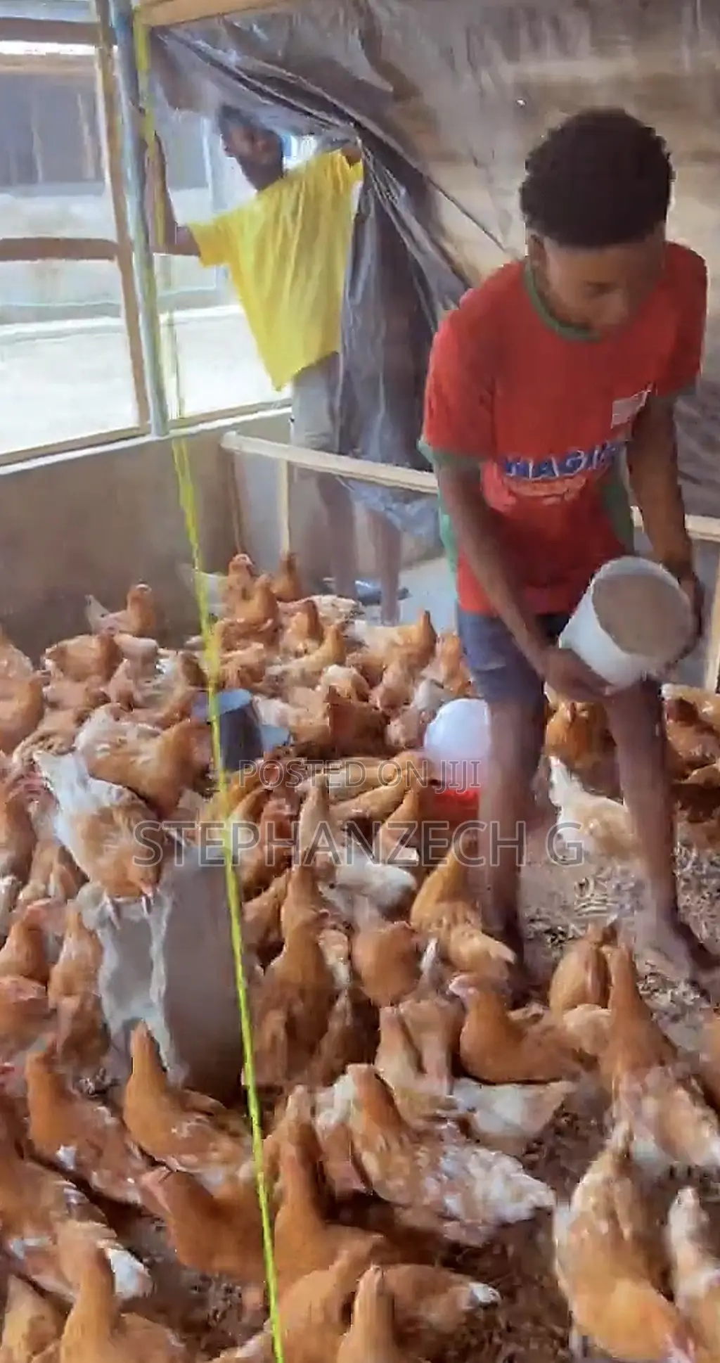 Chickens Available Now