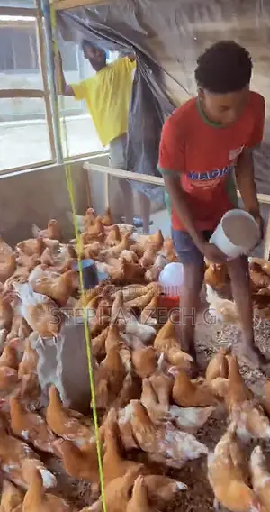 Chickens Available Now