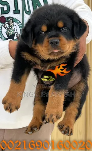 1-3 months Male Purebred Rottweiler
