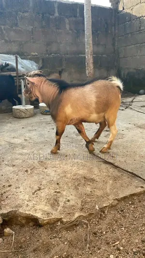 Goat Is for Sale