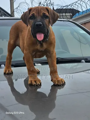 1-3 months Male Purebred Boerboel