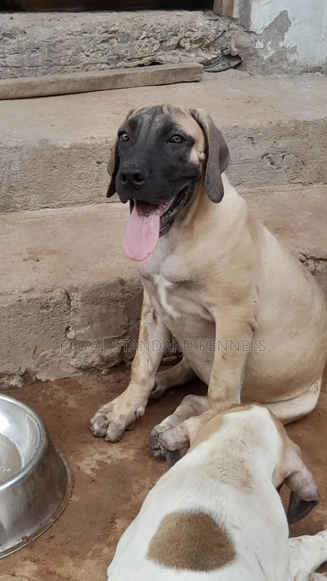 1-3 months Female Purebred Boerboel