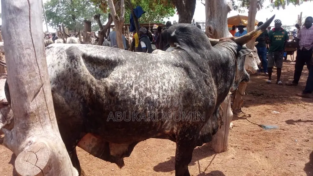 A Cow Health Cow for Sell When Interested Let Me Know Very Affordable