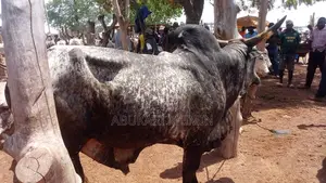 A Cow Health Cow for Sell When Interested Let Me Know Very Affordable
