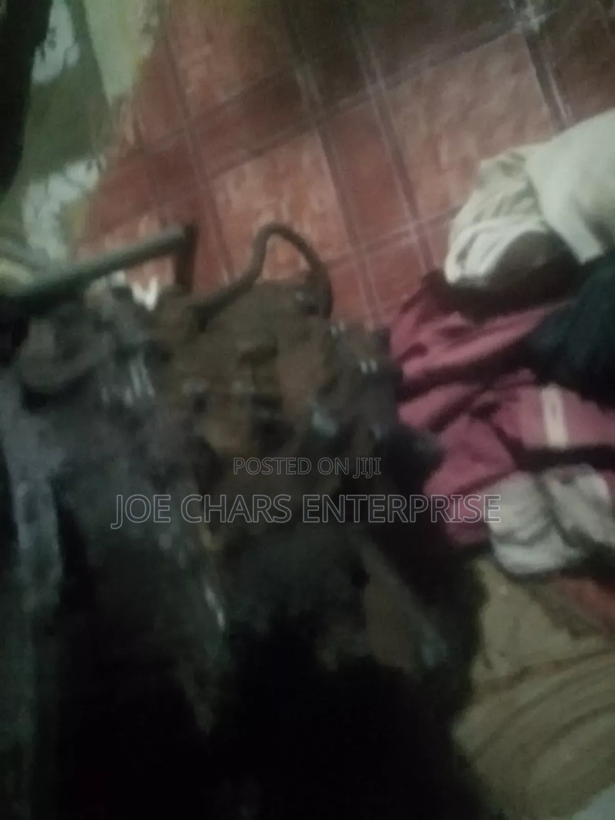 Dodge Caliber Gearbox
