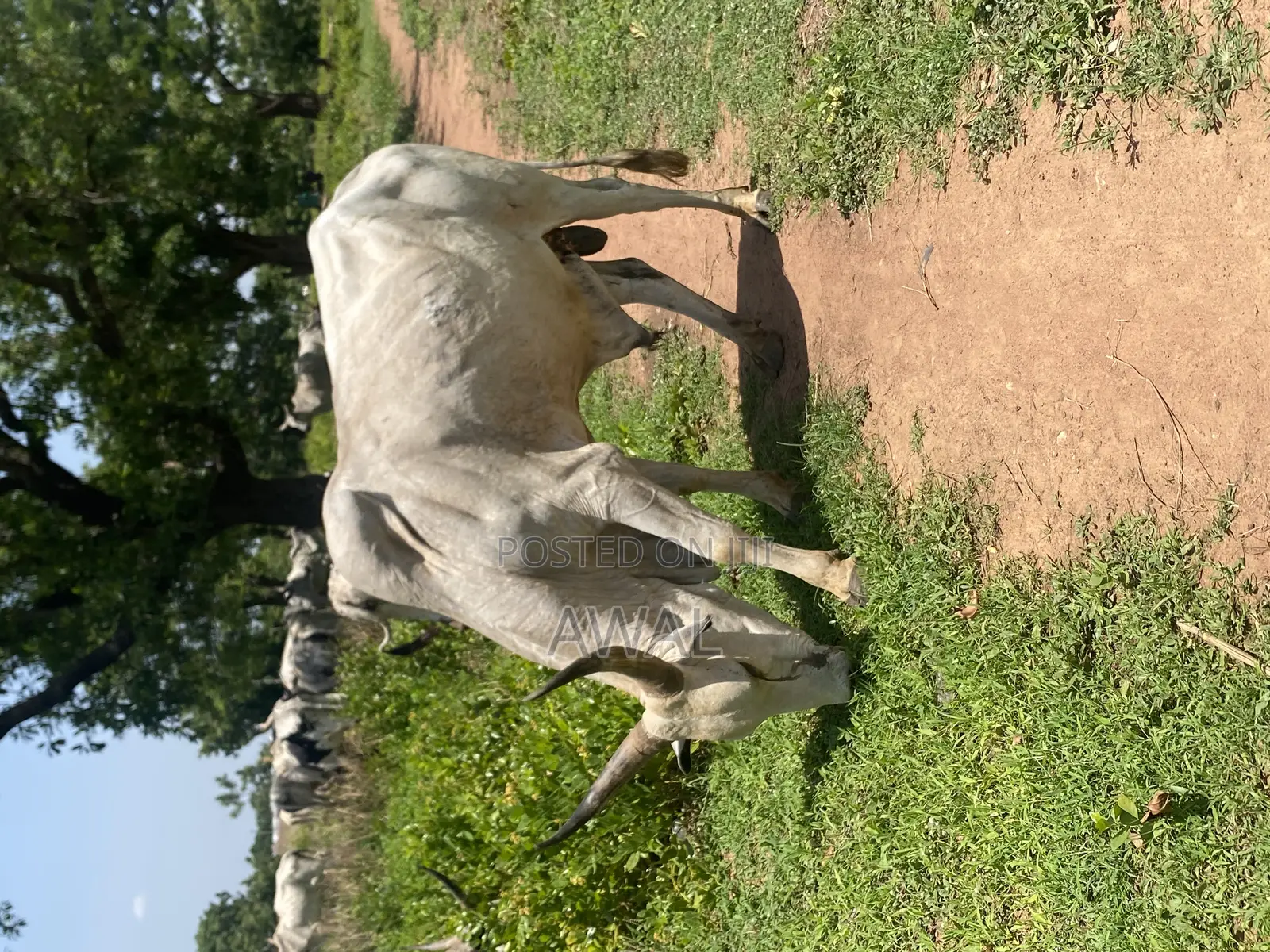 Gudali Cow