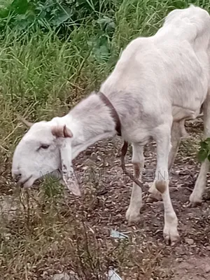 Male Sheep