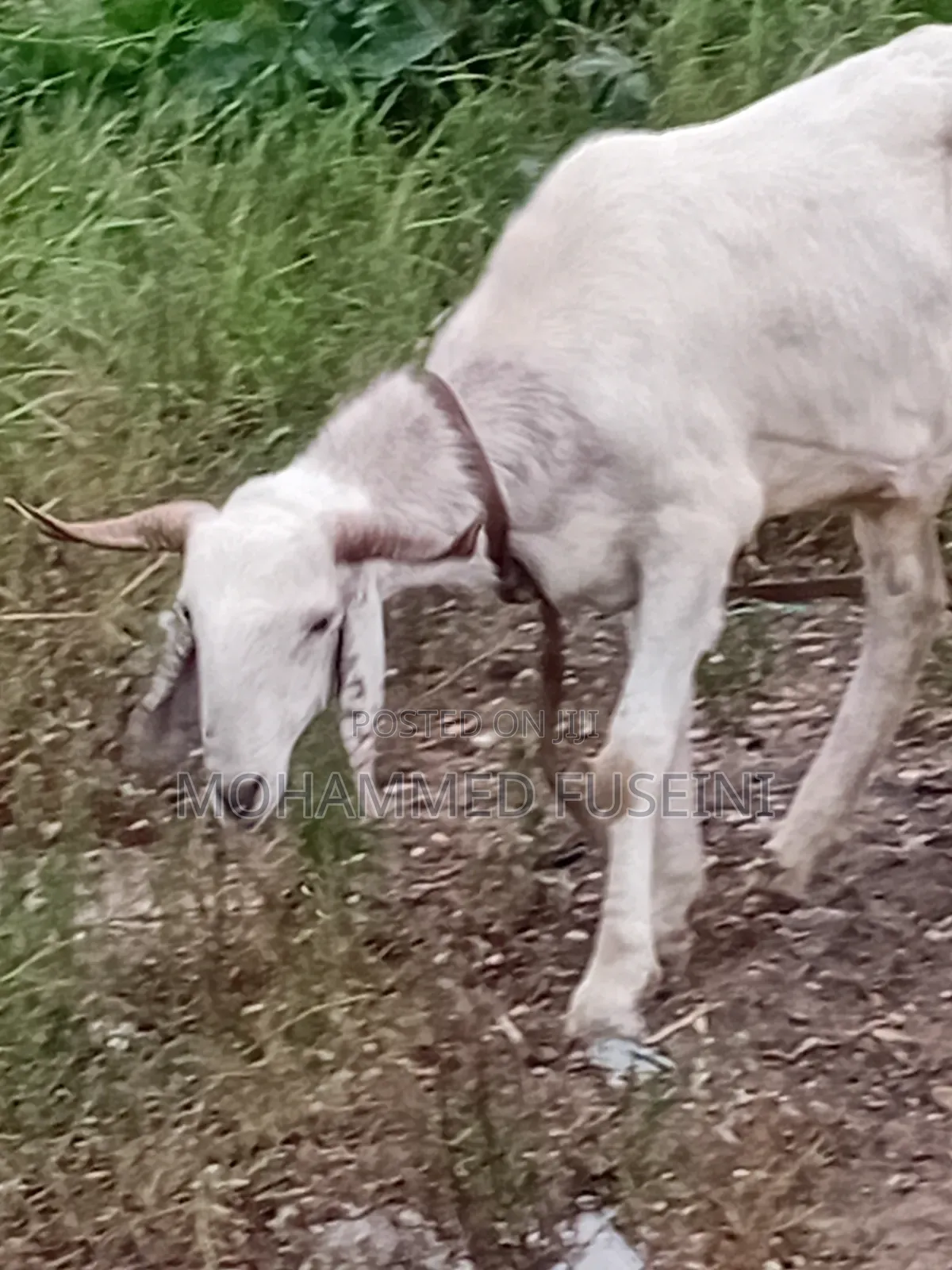 Male Sheep