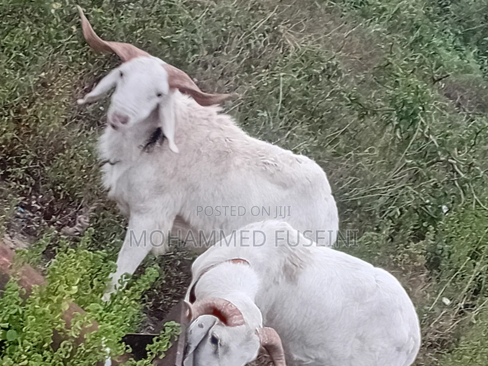 Male Sheep