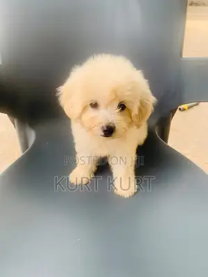 1-3 months Female Purebred Maltese