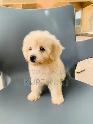 1-3 months Female Purebred Maltese