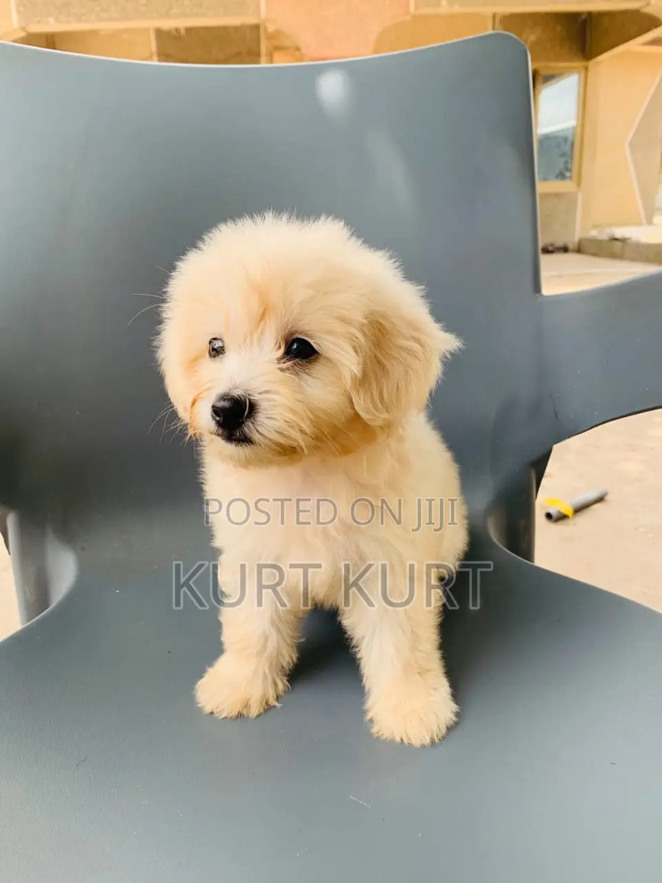 1-3 months Female Purebred Maltese
