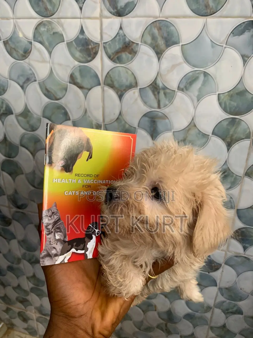 1-3 months Female Purebred Maltese
