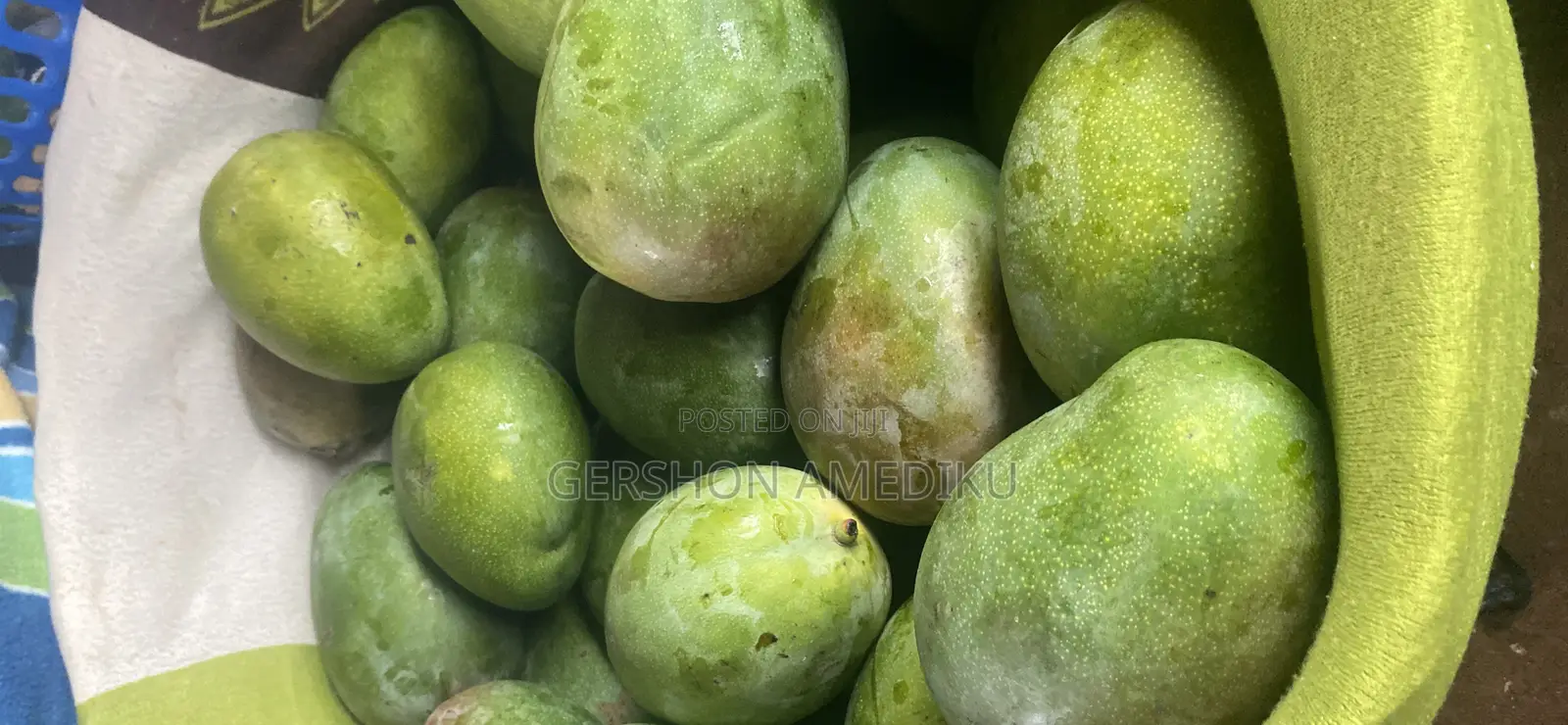 Mango Fruit