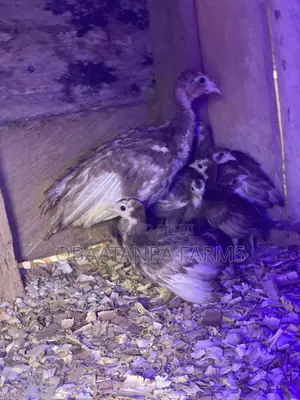 1 Months Old Bourbon Red Turkey