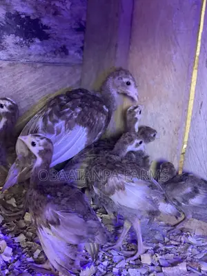 1 Months Old Bourbon Red Turkey