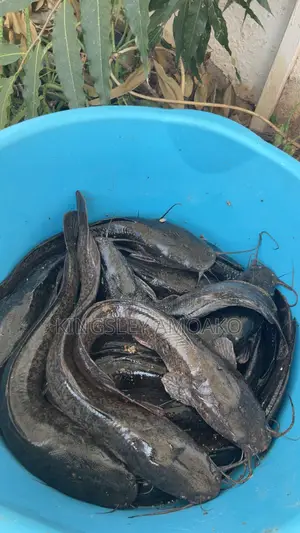 8months Catfish Available at Sowutuom