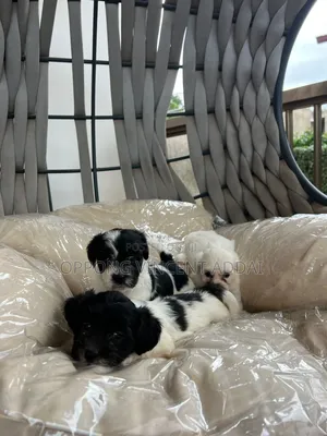 1-3 months Female Purebred Poodle